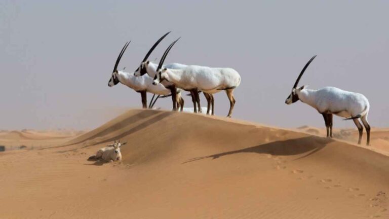 arabian oryx dubai